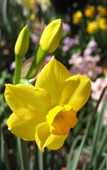 narciso - daffodil