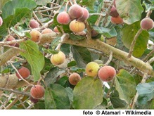 frutti di sicomoro (ficus sycomorus)