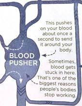 BLOOD PUSHER  This pushes on your blood about once a second to send it around your body. Sometimes, blood gets stuck in here. That’s one of the biggest reasons people’s bodies stop working. 