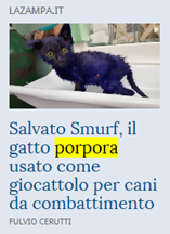 Salvato Smurf, il gatto porpora usato come giocattolo per cani da combattimento