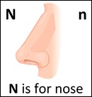 N is for nose – N come naso