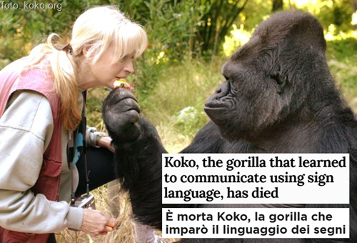 Koko, the gorilla that learned to communicate using sign language, has died - È morta Koko, la gorilla che imparò il linguaggio dei segni