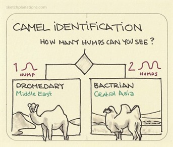 Camel identification. How many humps can you see?