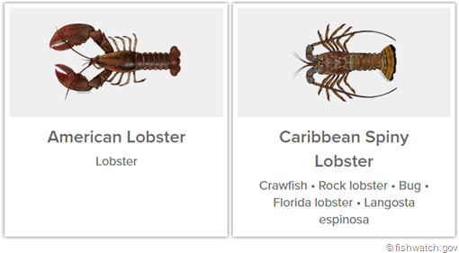 American lobster vs Caribbean Spiny Lobster