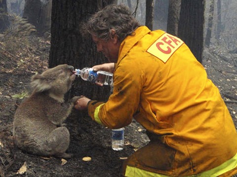 vigile del fuoco che dà da bere a un koala in un bosco completamente bruciato