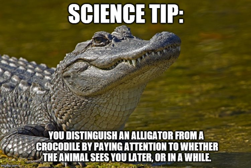 Science tip: you distinguish an alligator from a crocodile by paying attention to whether the animal sees you later, or in a while
