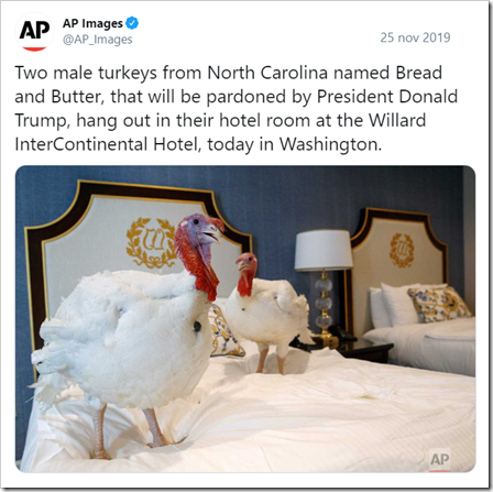 foto dei tacchini e didascalia: Two male turkeys from North Carolina named Bread and Butter, that will be pardoned by President Donald Trump, hang out in their hotel room at the Willard InterContinental Hotel, today in Washington. 