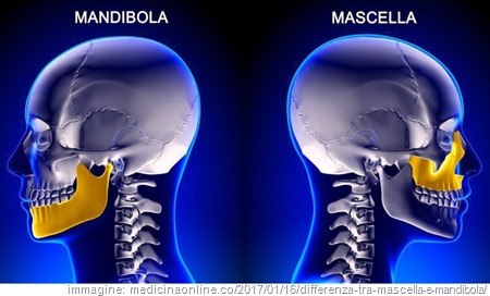 mandibola vs mascella