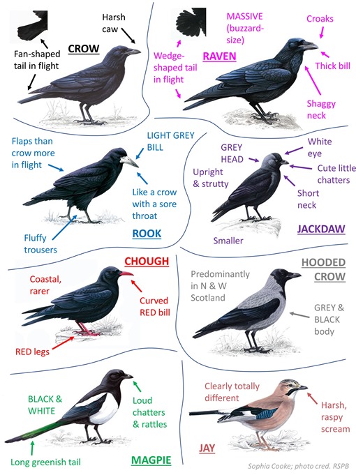 tabella che illustra le caratteristiche distintive dei diversi corvidi