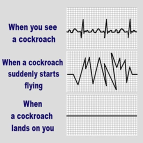 cockroach humour