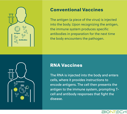 Conventional Vaccines: The antigen (a piece of the virus) is injected into the body. Upon recognizing the antigen, the immune system produces specific antibodies in preparation for the next time the body encounters the pathogen.  