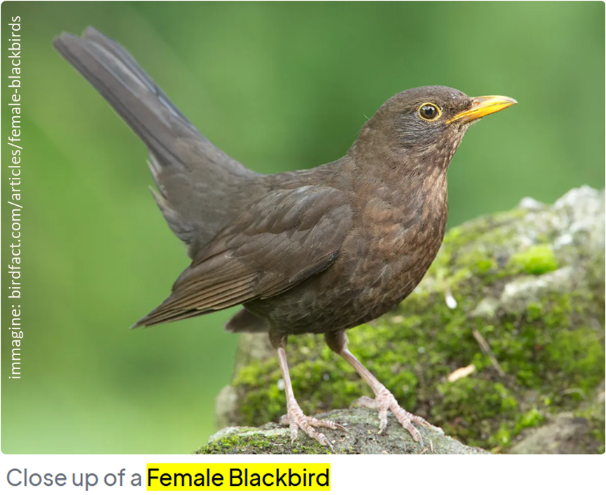 immagine di merla con didascalia in inglese “Close up of a female blackbird”