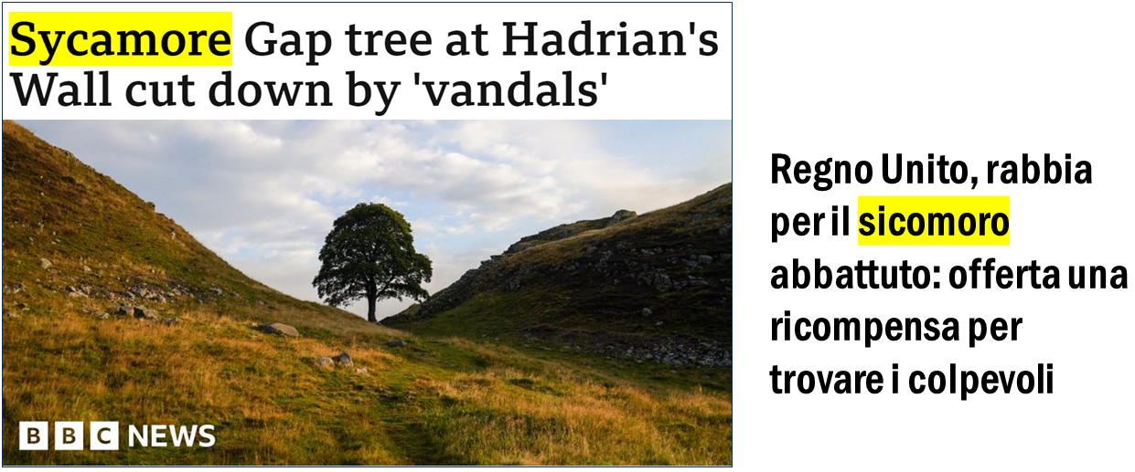 Foto di paesaggio con grande albero. Titolo inglese della BBC: “Sycamore Gap tree at Hadrian’s Wall cut down by vandals”; Titolo italiano del Corriere della Sera: “Regno Unito, rabbia per il sicomoro abbattuto”