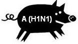 immagine stilizzata di maiale con la scritta A (H1N1)