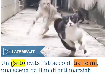 Titolo: un gatto evita l’attacco di tre felini, una scena da film di arti marziali. 